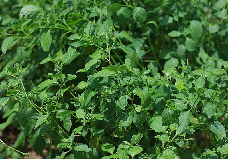 ba-bau-co-an-duoc-rau-tam-bop-khong​-1