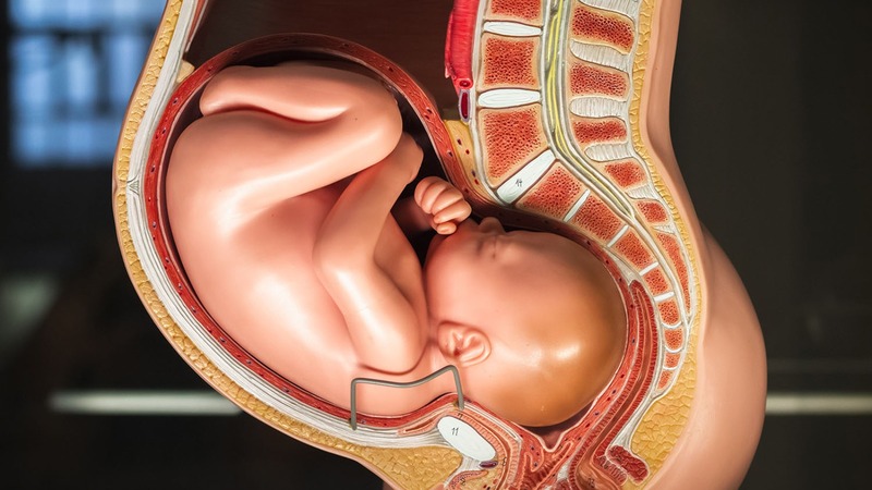 cac-tu-the-thai-nhi-trong-bung-me-3