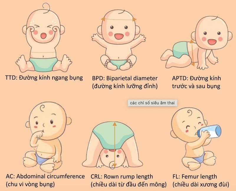 chi-so-sieu-am-thai-theo-tuan-2